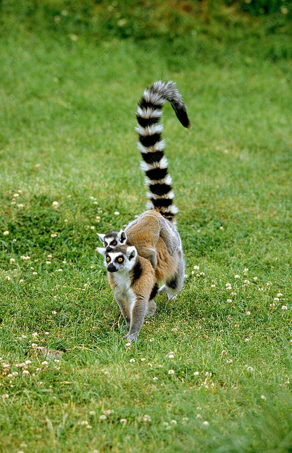 Maki Catta lemur catta