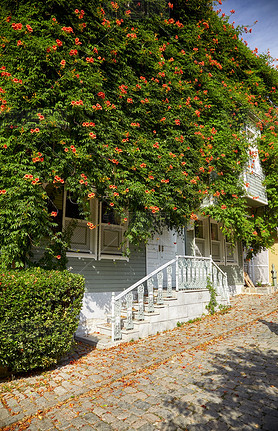 The house wreathed with Campsis creeper on the Street of the Col