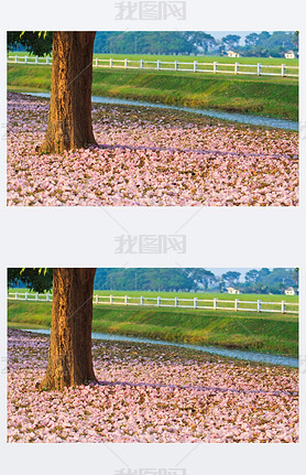 ۺɫ tabebuia ʢ