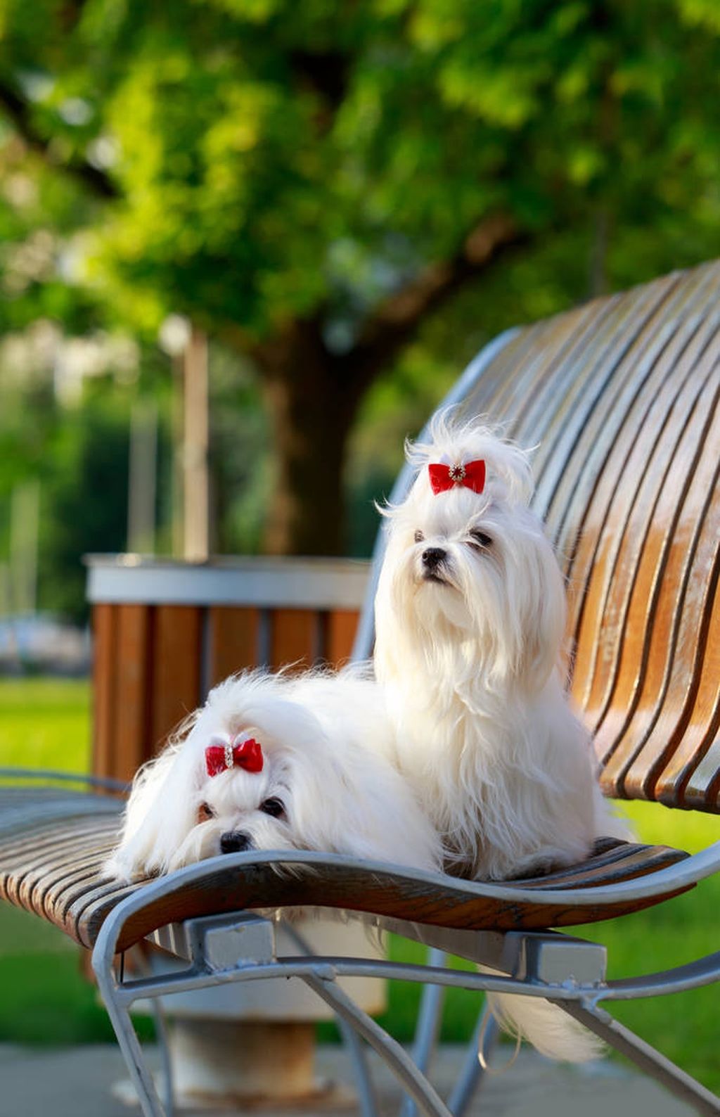 可爱的马尔济斯犬