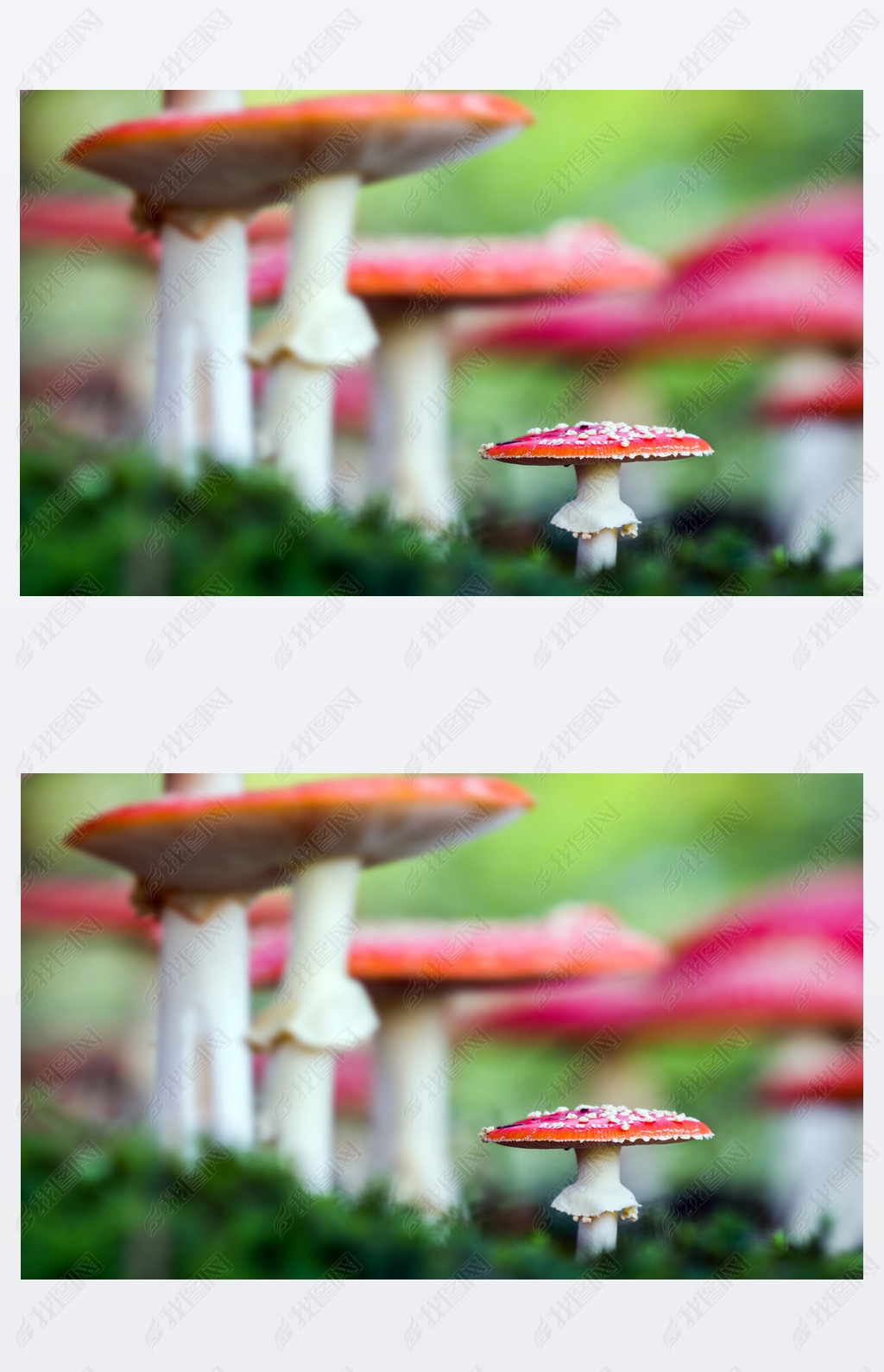 Amanita muscariaɭĶ.