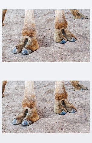 蹄上的一只骆驼,爪子特写