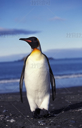 Manchot Royal aptenodytes patagonica