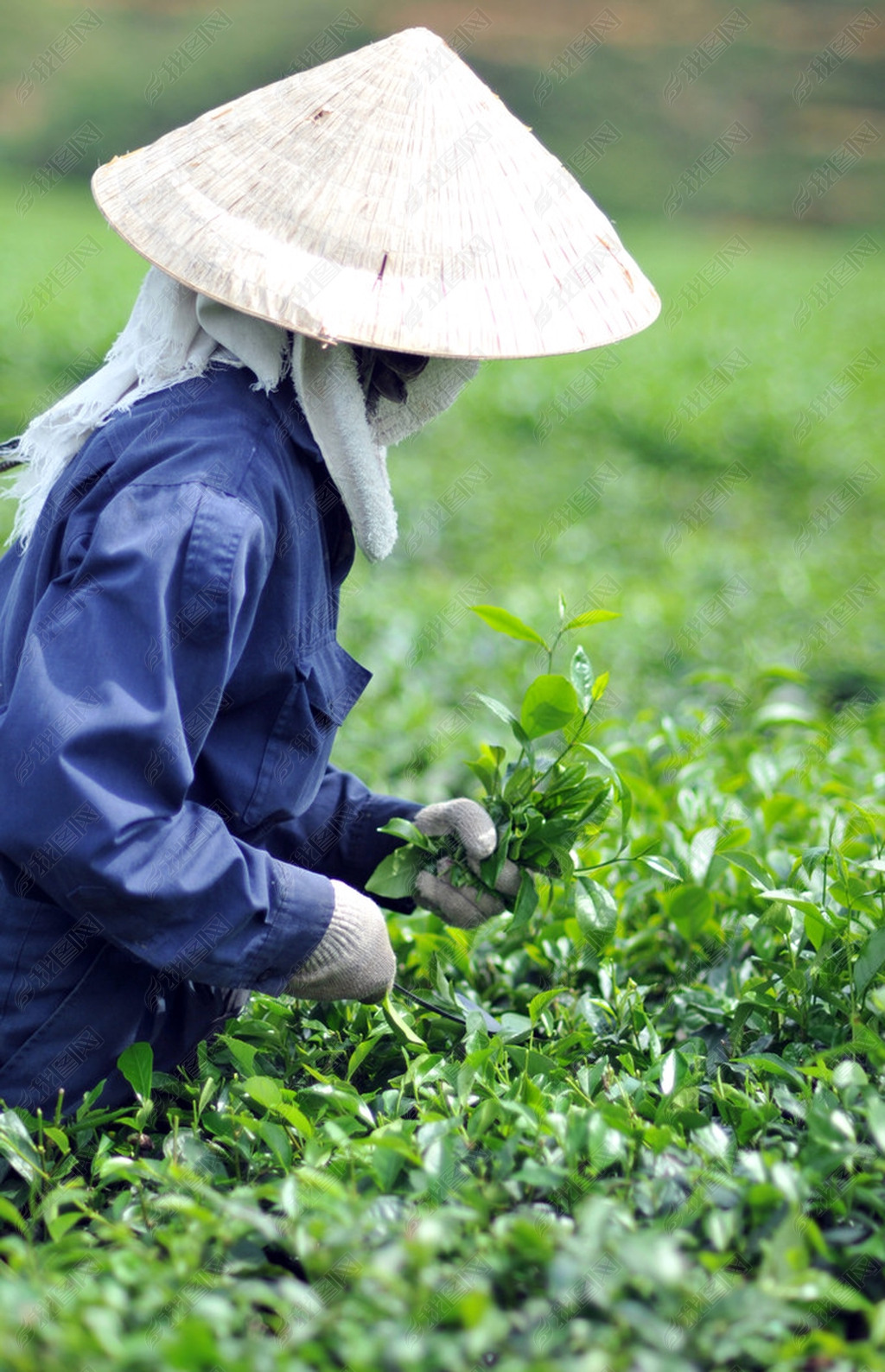 原创女人采摘茶叶种植园越南茶树叶版权可商用
