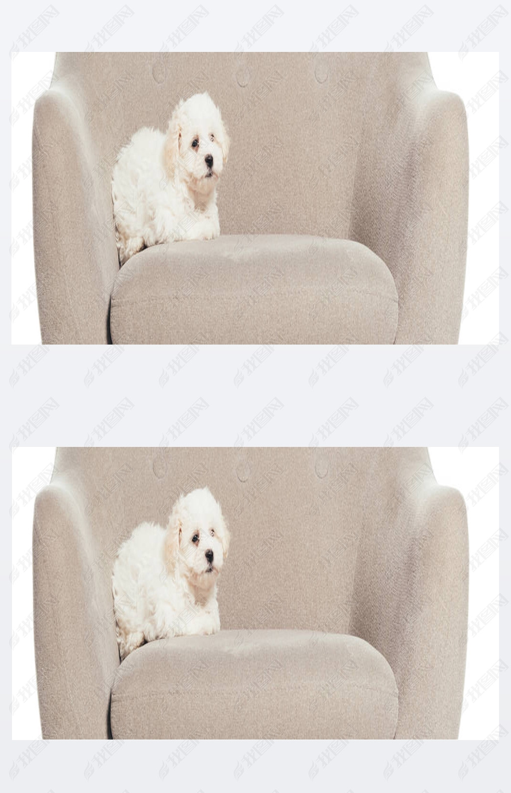 panoramic shot of cute Hanese puppy lying on armchair isolated on white 