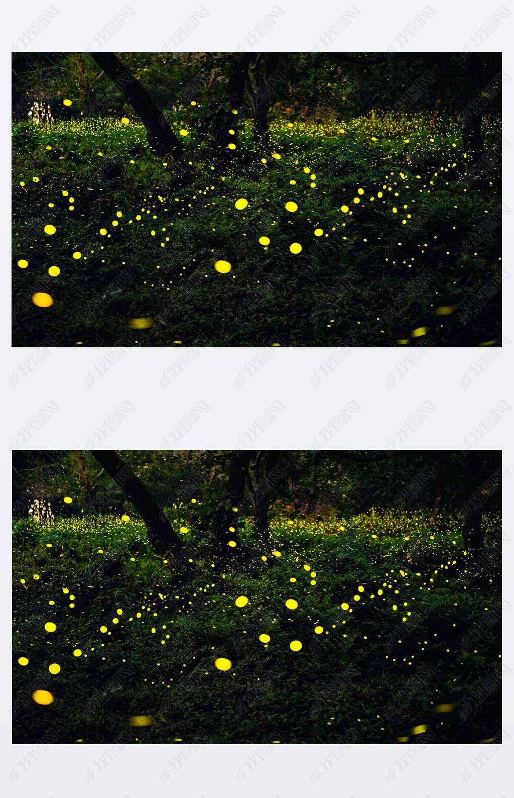 萤火虫在森林里飞舞在泰国的prachinburi萤火虫在夜晚的灌木丛中长期