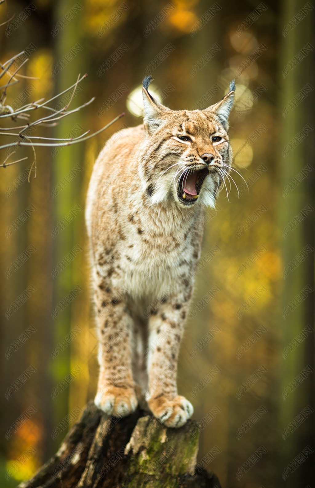 ŷɽèLynx lynx)