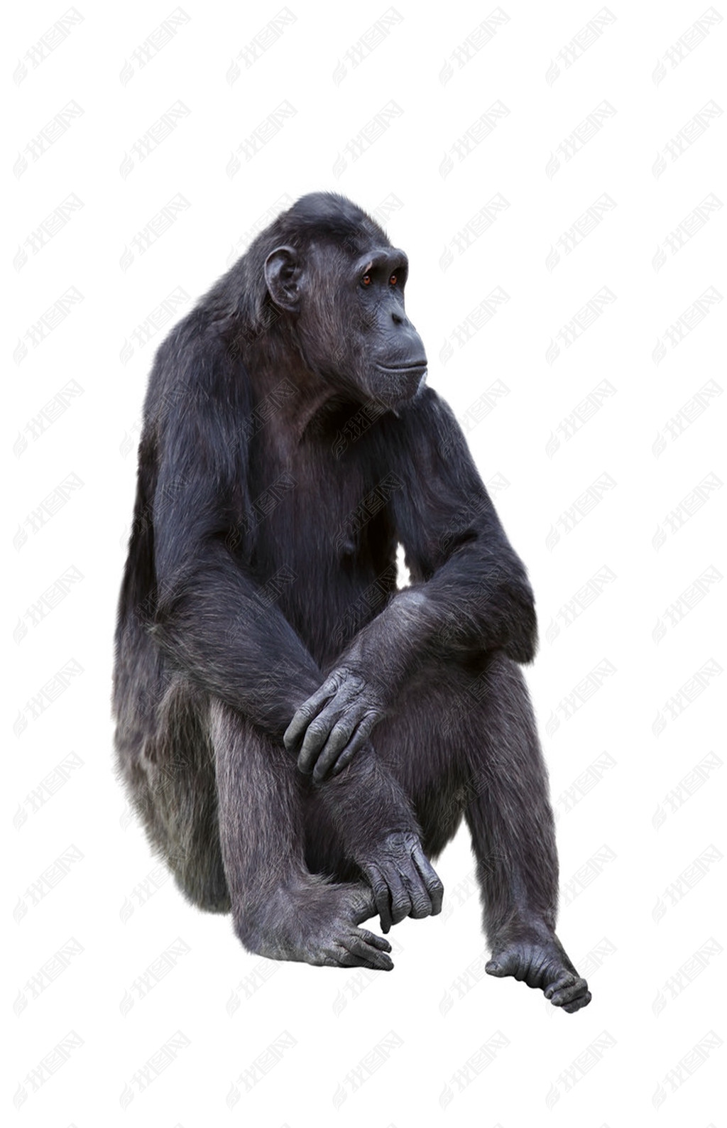 Chimpanzee