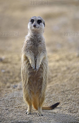 Meerkat (Suricata suricatta), alert, native to Africa, captive