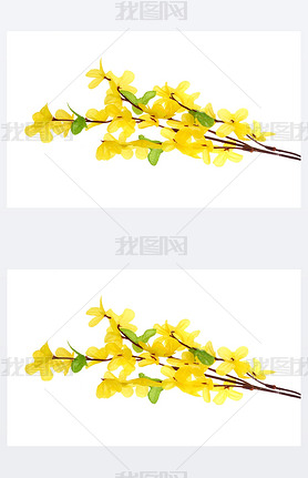 Forsythia Flowers