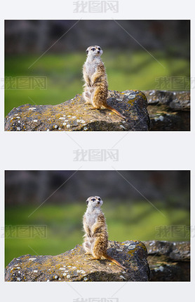 ĶMeerkat Suricata suricattaФɹŶƵСʳ⶯ҰƬ̵ģǻҵ.