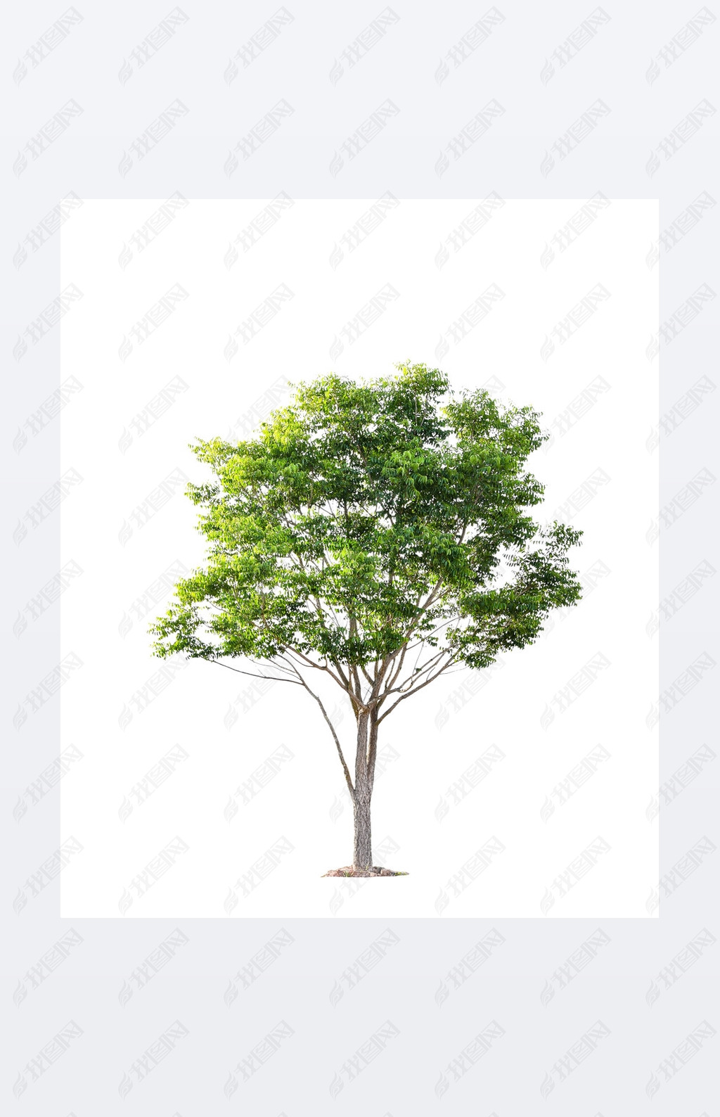 Beautiful green tree on a white background on high definition