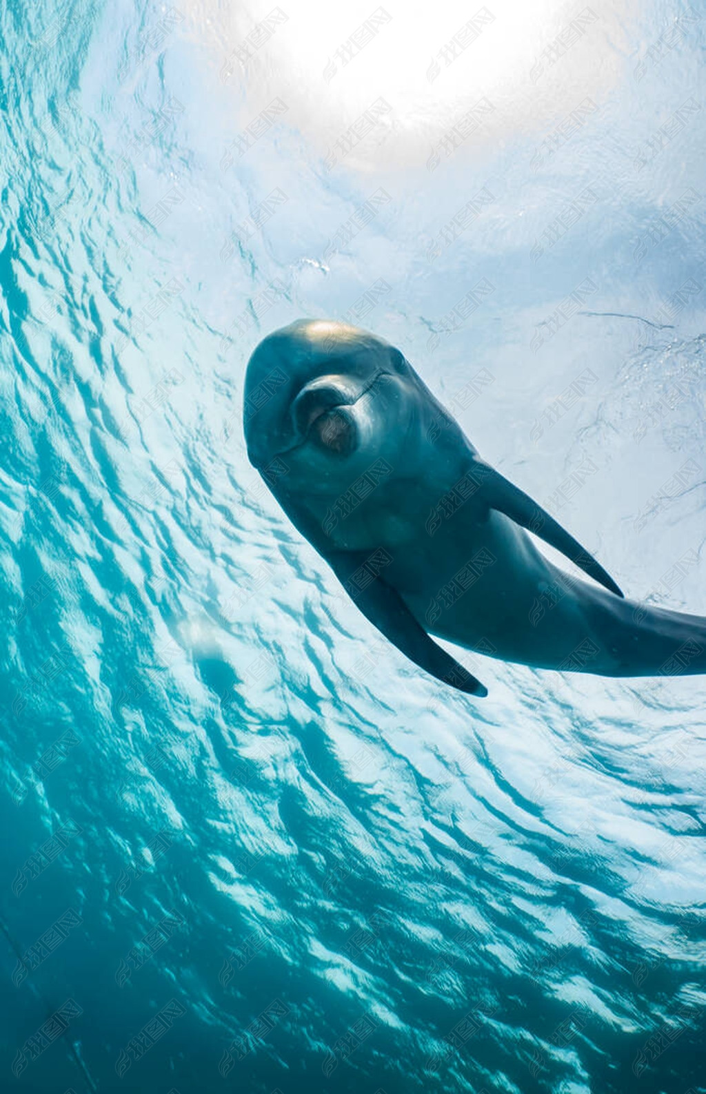 海豚在红海中游泳eilatisrael