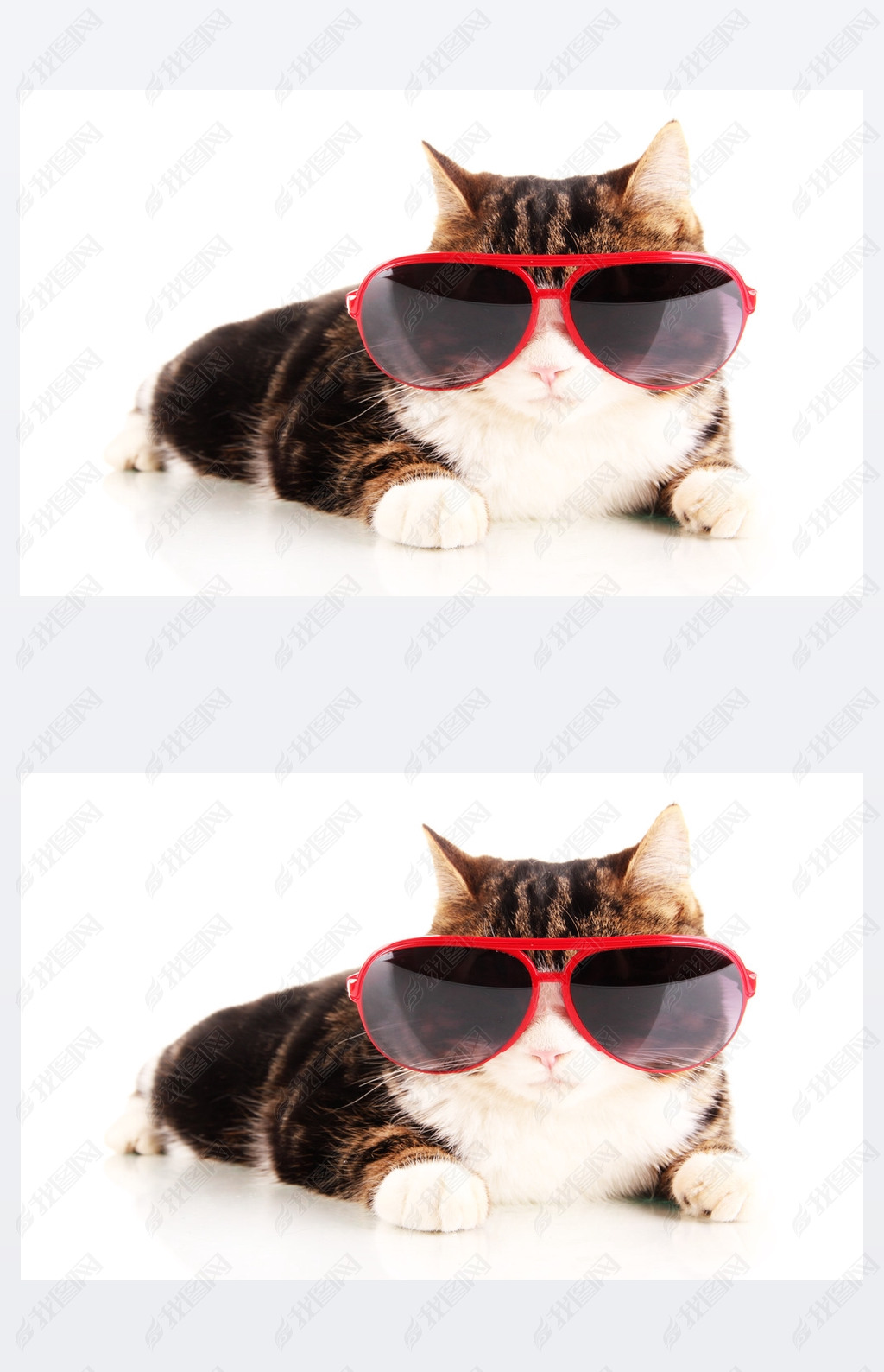 cat with glasses isolated on white