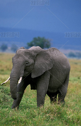 African Elephant, loxodonta africana, Female, Masai Mara Park in Kenya  