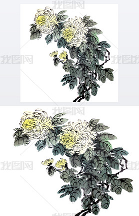 Watercolor of chrysanthemum flower, traditional chinese ink and wash painting. Stock illustration is