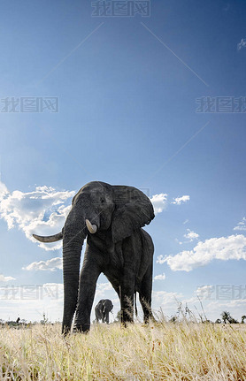 Bottom view of elephants walking on meadow