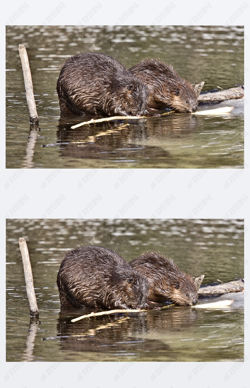原创海狸在工作版权可商用