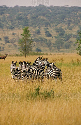 Zebre De Burchell equus burchelli