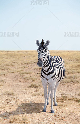 One beautiful zebra in sannah on blue sky background closeup, safari in Etosha National Park, Nami