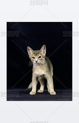 Blue Abyssinian Domestic Cat, Kitten against Black Background  