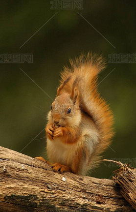 һֻSciurus vulgarisҲΪŷǺEurasian red sguirrelϢֵ֦ϡ ɫͷ.