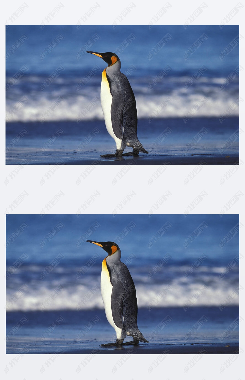 King Penguin, aptenodytes patagonica, Adult standing on Beach, Salisbury Plain in South Georgia  