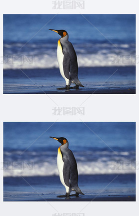 King Penguin, aptenodytes patagonica, Adult standing on Beach, Salisbury Plain in South Georgia  