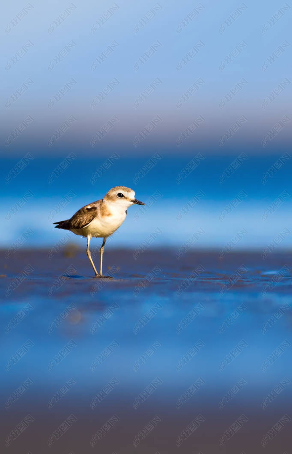 ɰСˮȻˮKentish Plover Charadrius alexandrinus.