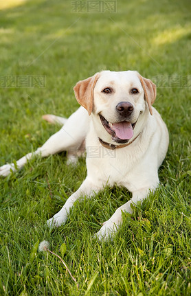 Portret yellow labrador retriever on green grass.