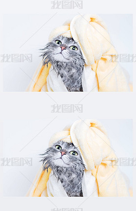 Wet cat wrapped in towel like lady