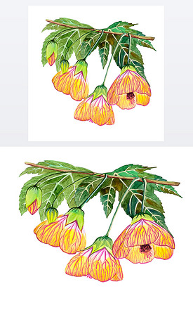 水彩画手绘花图. 橙色大花，绿叶大，有分枝.