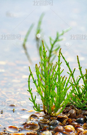 Salicornia edible plants growing in salt marshes, beaches, and mangroves, named also glasswort, pick