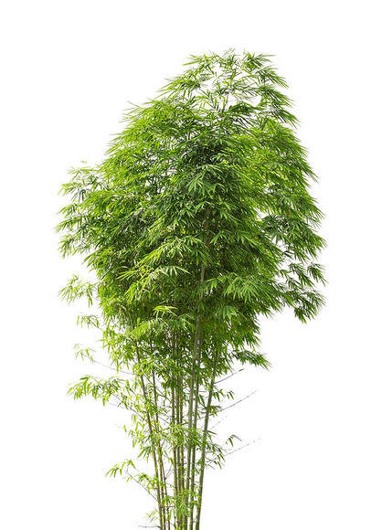 原创被隔绝的大竹子树在白色背景.