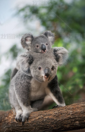 (Koala phascolarctos cinereus)