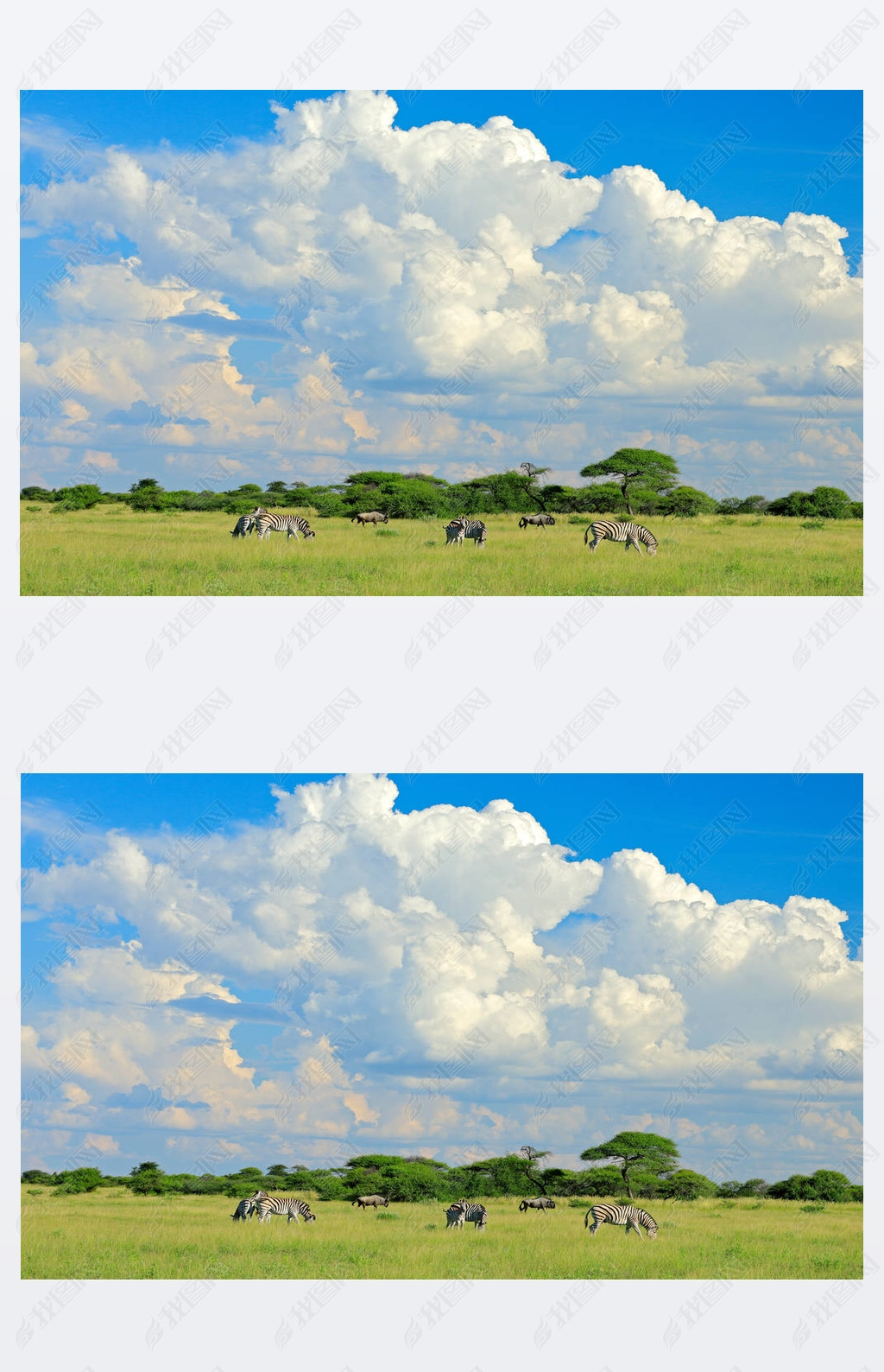 burchell İ, equus quagga burchellii, moremi, okango delta, , ޡɫݵϵҰҰʡȺɫ籩