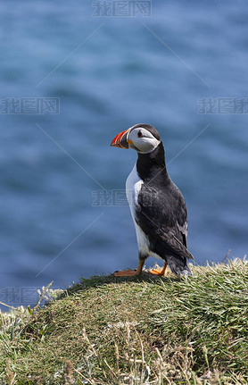 Puffin-Island of Lunga - Scotland