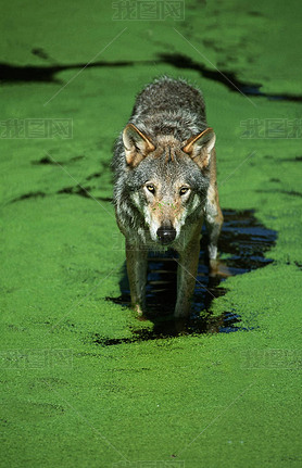 Loup D'Europe canis lupus