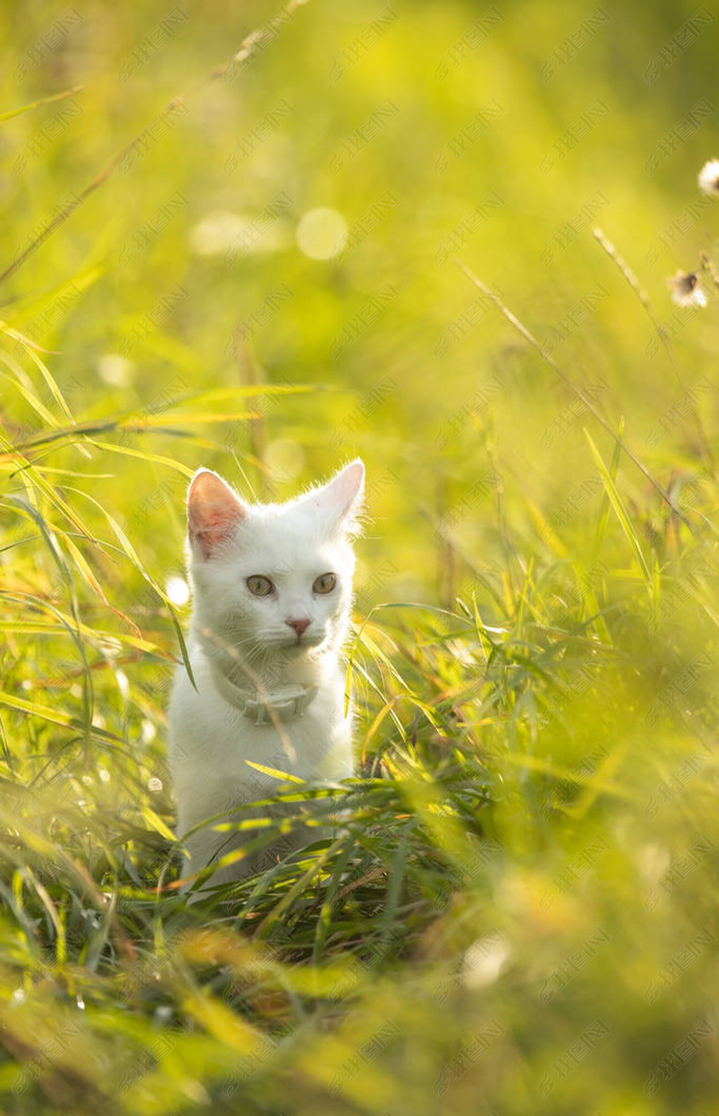 原创非常可爱的小白猫在一个可爱的草地上