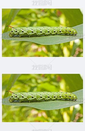  hornworm ر