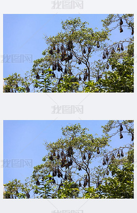 Indian Flying Foxes (Pteropus Naquteus), colony at roost, Nature Reserve near Godahena, Galle region