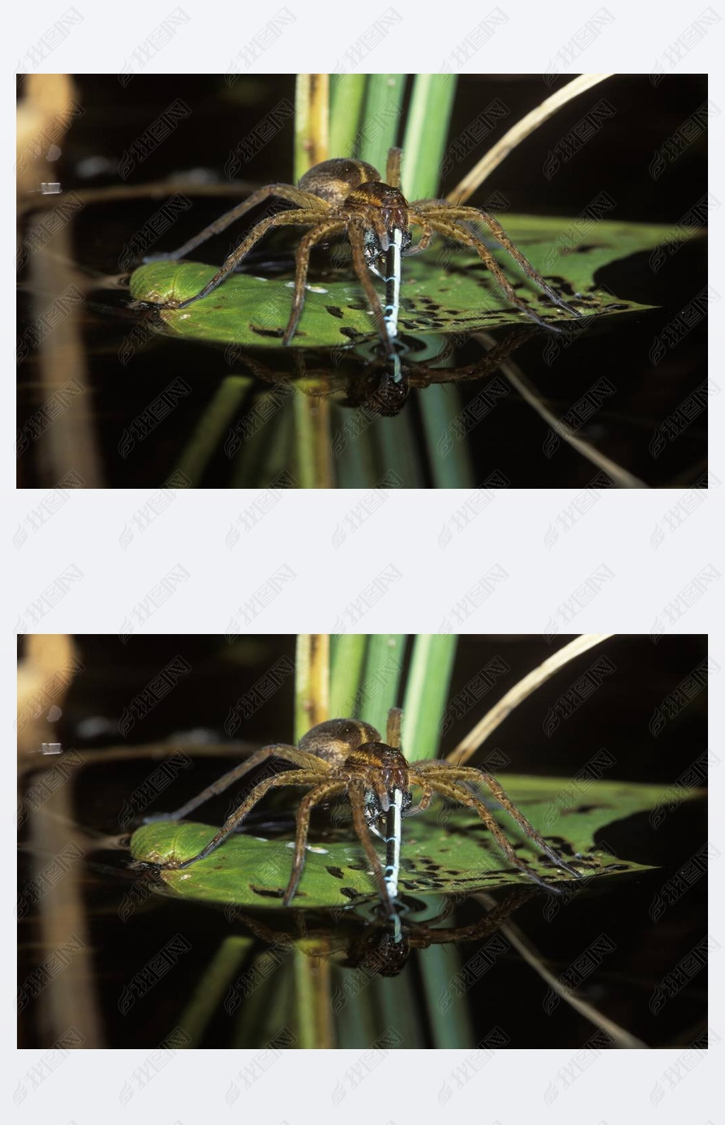 ľ֩ (Dolomedes fimbriatus)  damslefly, ¹, ŷ