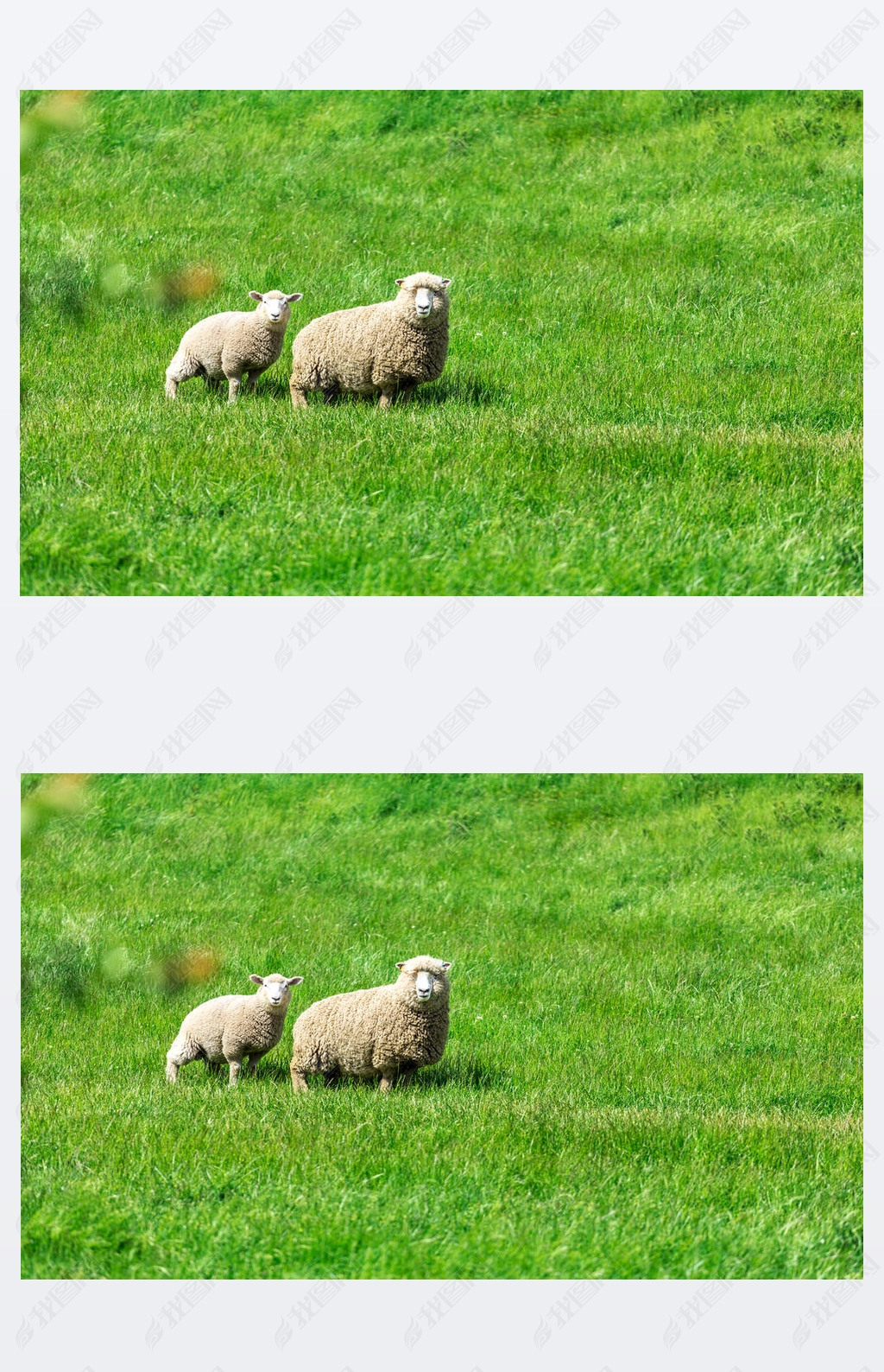 绿草在新西兰羊