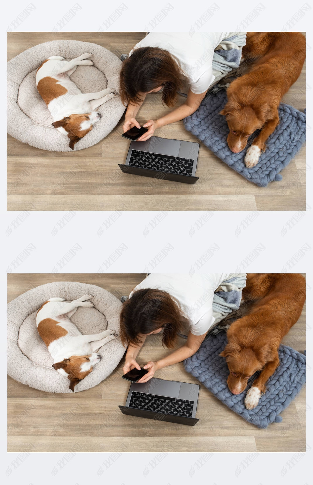 Two dogs with a girl working on a laptop at home. Nova Scotia Duck Tolling Retriever and a Jack Russ