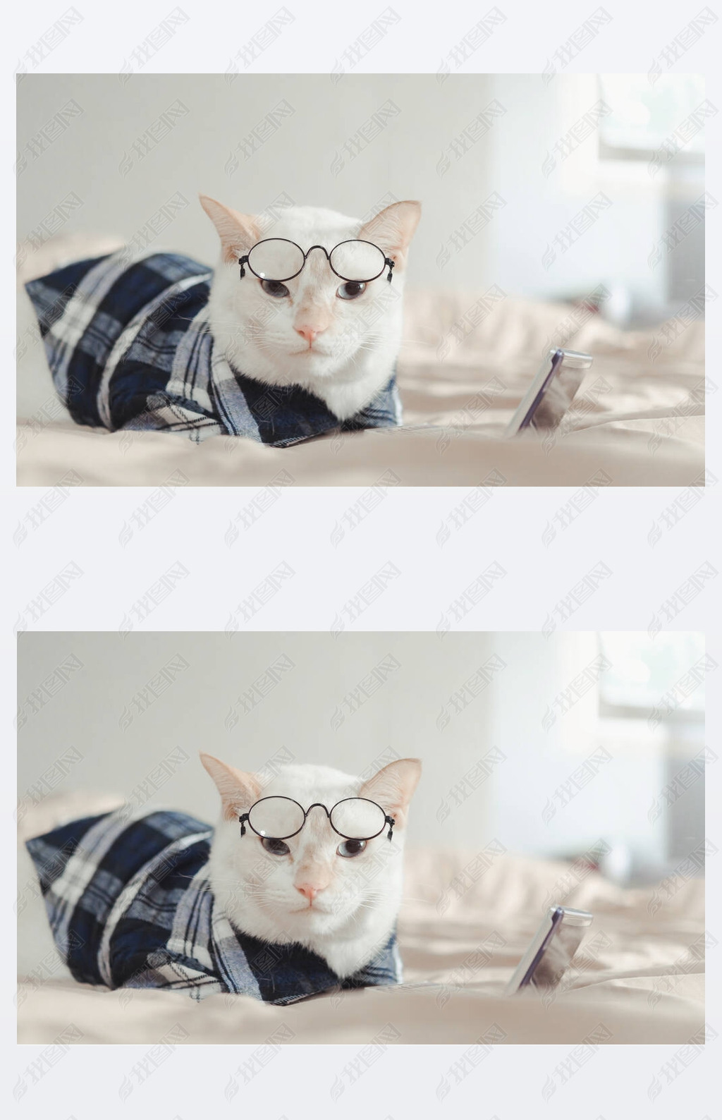 原创白猫戴眼镜的肖像,动物时尚观念.