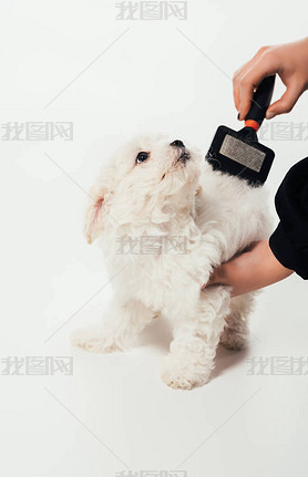 cropped view of woman brushing hair of Hanese puppy on white background 