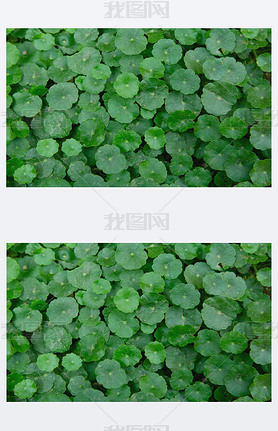 Gotu kola, Central ella asiatica, Asian atic pennywort, Indian pennywor