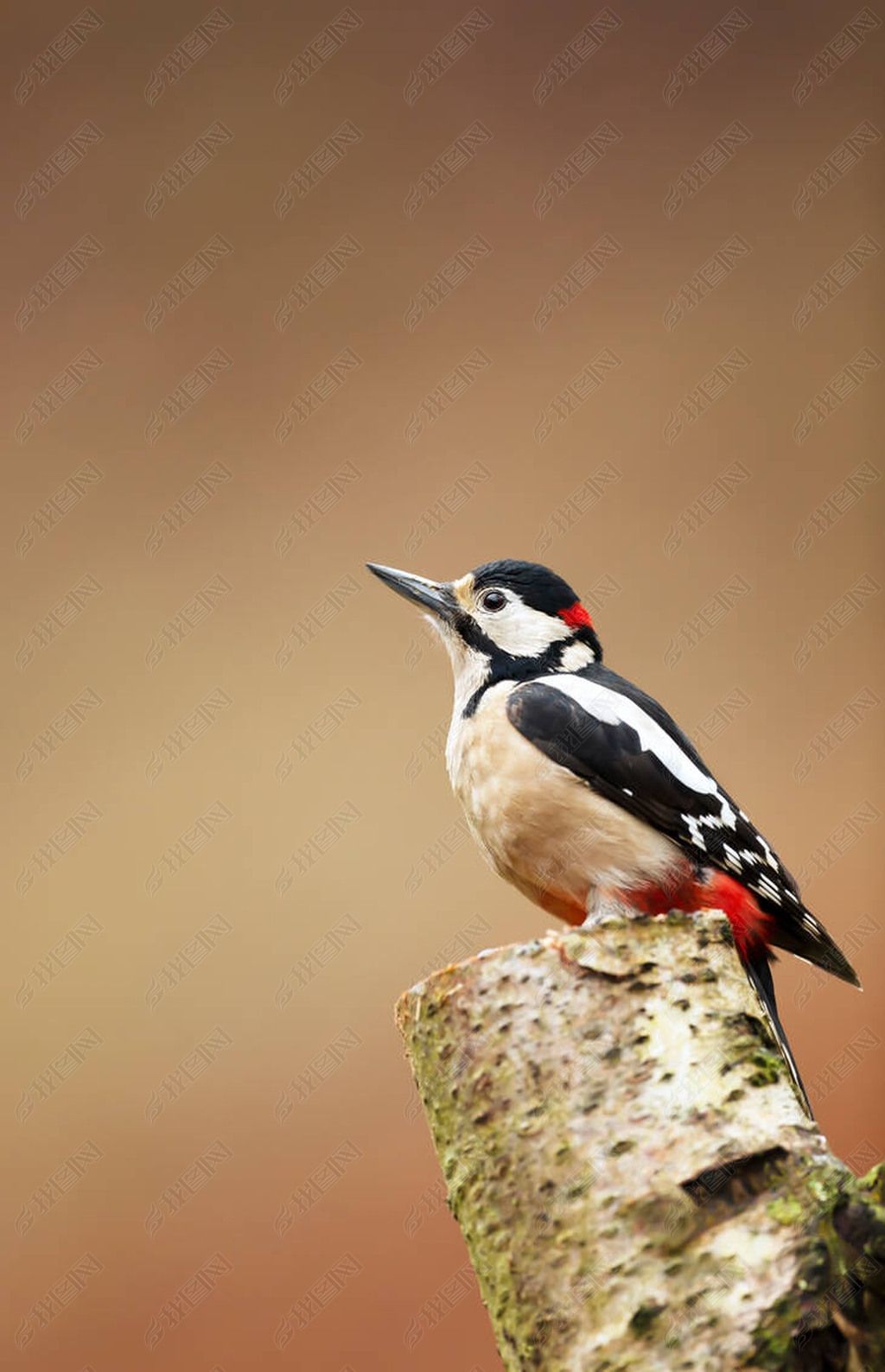 英国一位大斑啄木鸟dendrocoposmajor的特写镜头栖息在背景清澈的苔藓