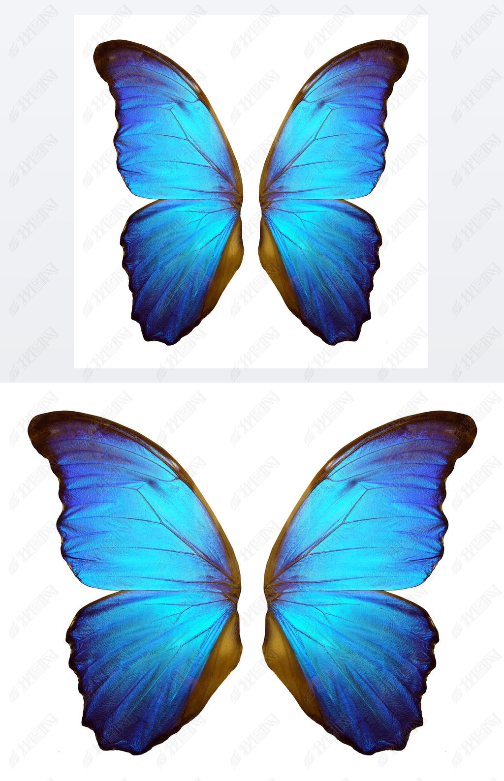 原创蝴蝶的翅膀莫弗在白色背景上隔离的蝶翼版权可商用