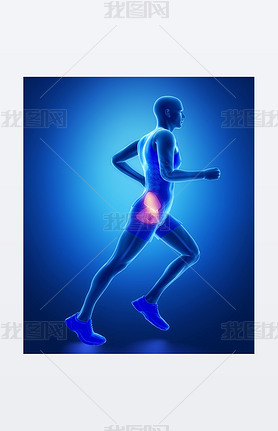 Hip anatomy of running man